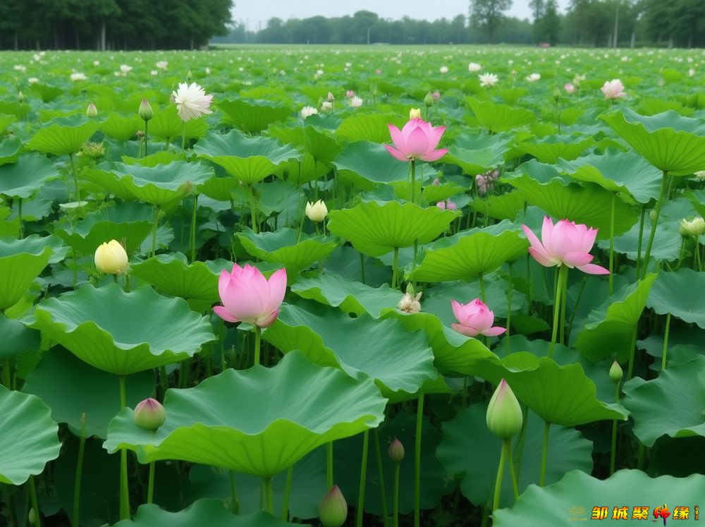 邹城聚佛缘出道仙佛堂查事无须观香横版图 (8).jpg