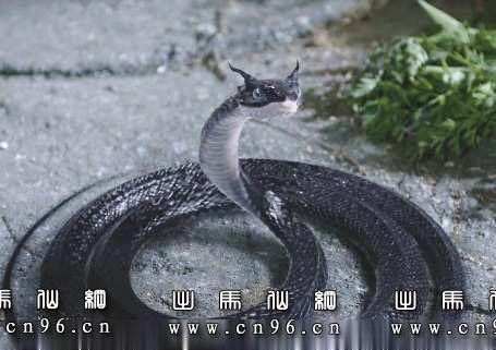 泰安黑龙潭的故事